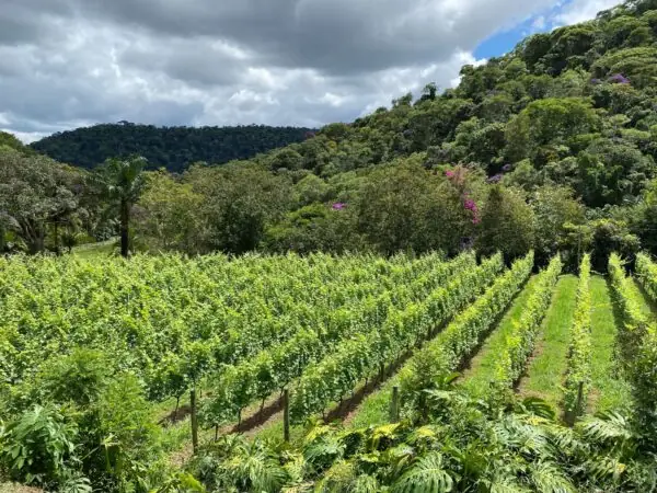 Leia mais sobre o artigo Famtour revela o potencial da rota do vinho na região serrana