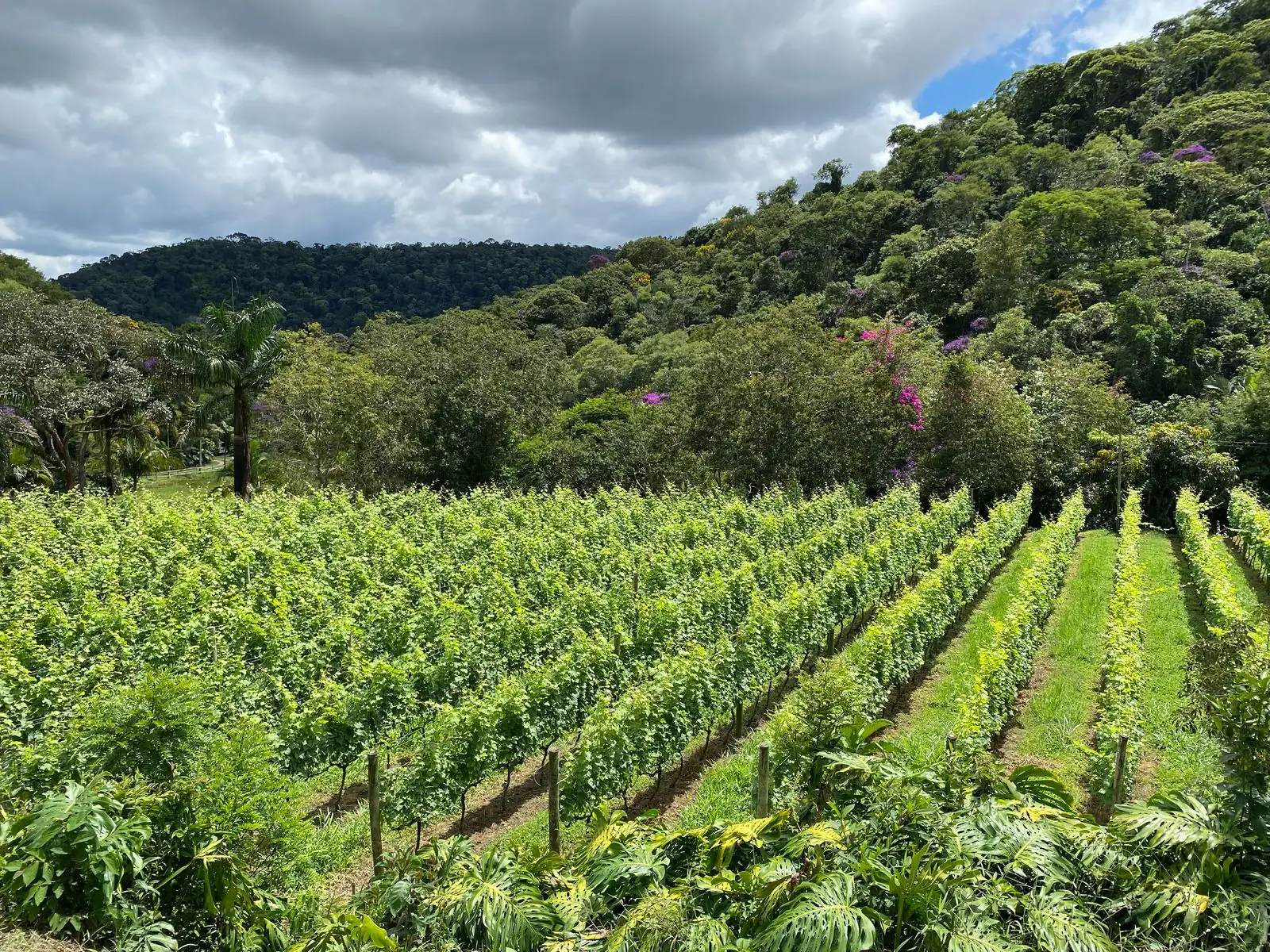 Leia mais sobre o artigo Famtour revela o potencial da rota do vinho na região serrana