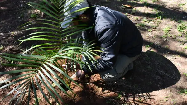 Leia mais sobre o artigo Teresópolis Sustentável: cerca de 100 mudas nativas são plantadas às margens do Rio Taboinhas, na Cascata dos Amores