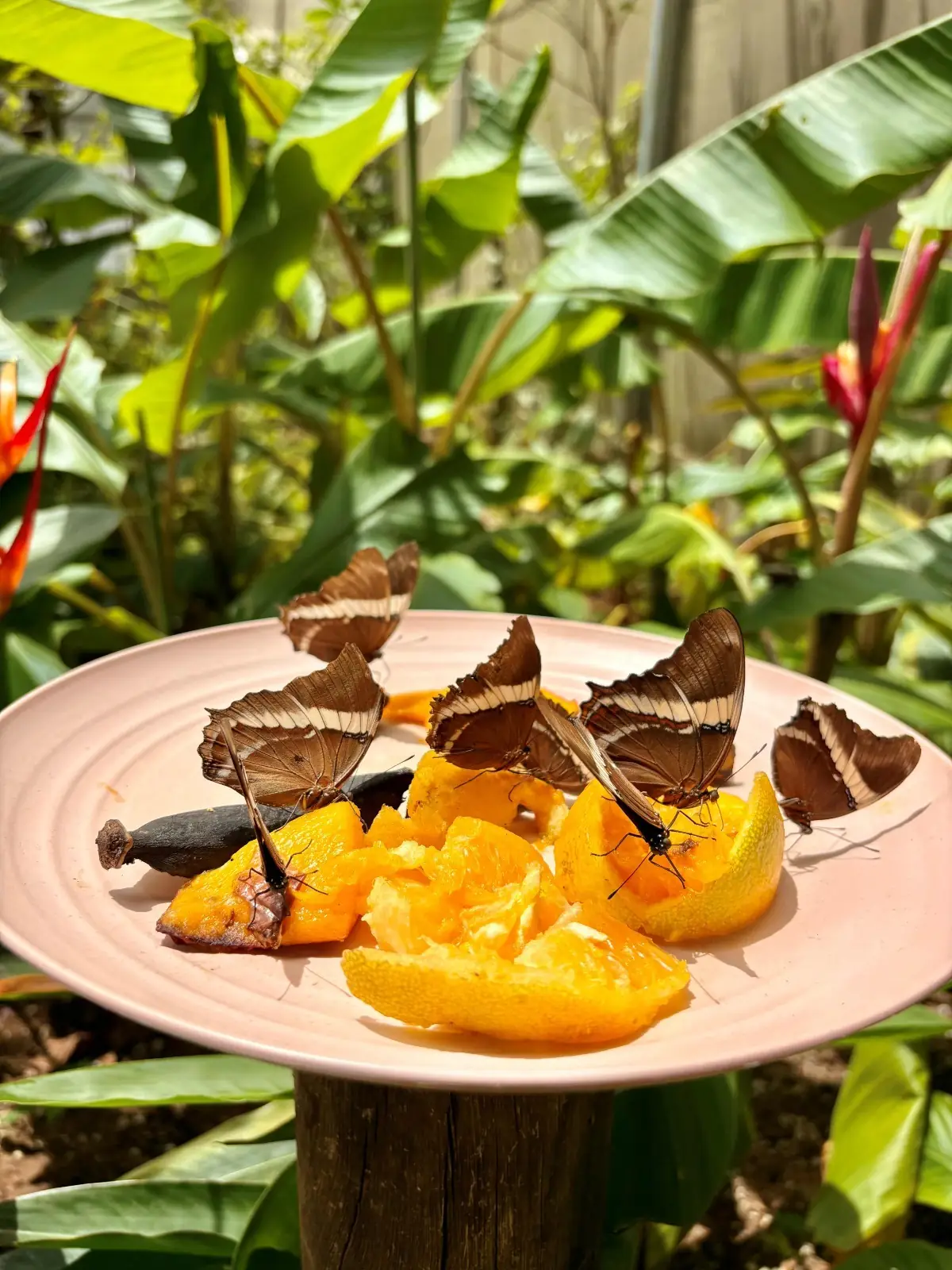 Leia mais sobre o artigo Borboletário de Teresópolis comemora 1 ano de criação com muitos visitantes celebrando a conexão com a natureza